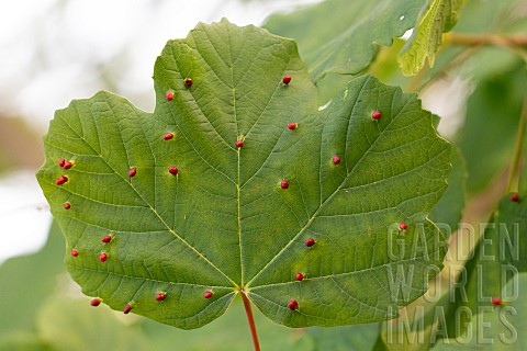 Red_galls_of_the_mite_Aceria_acerimonspessulani_on_the_leaves_of_Italian_Maple_Acer_opalus_Provence_