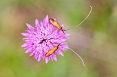 Brassy Long-horn (Nemophora metallica) on a violet flower in Provence, France