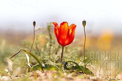 Kaufmann_tulip_Tulipa_kaufmanniana_flower_in_steppe_Almatinskaya_Almaty_RegionKazakhstan
