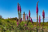 Foxglove or Great Foxglove (Digitalis purpurea) and the Cap Fréhel lighthouse in the background, Cap Frehel, Plévenon, Côtes-dArmor, Brittany, France