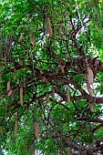 Sausage tree (Kigelia africana), fruits, Kafue national Park, Zambia, Africa