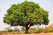 Sausage tree (Kigelia africana), fruits, Kafue national Park, Zambia, Africa