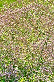 Florists Sea-lavender, Limonium latifolium, flowers