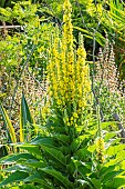 Giant Silver Mullein, Verbascum bombyciferum, in bloom