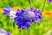 Pincushion Flower, Scabiosa caucasica Fama Blue