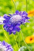 Pincushion Flower, Scabiosa caucasica Fama Blue