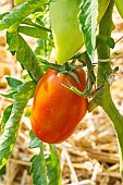 Tomato Andine Cornue