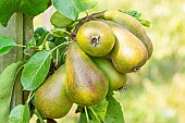 Pear Doyenné du Comice, Pyrus communis Doyenné du Comice, fruits