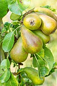 Pear Doyenné du Comice, Pyrus communis Doyenné du Comice, fruits
