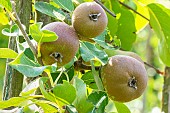Pear Triomphe de Jodoigne, Pyrus communis Triomphe de Jodoigne, fruits