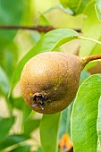 Pear Baronne de Melo, Pyrus communis Baronne de Melo, fruit