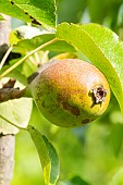 Pear Beurre Capiaumont, Pyrus communis Beurre Capiaumont, fruit