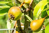 Pear Beurre Capiaumont, Pyrus communis Beurre Capiaumont, fruits