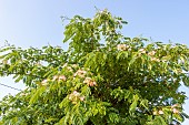 Persian silk tree, Albizia julibrissin Rosea