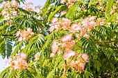 Persian silk tree, Albizia julibrissin Rosea, flowers