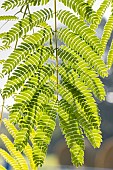 Persian silk tree, Albizia julibrissin Rosea, leaves