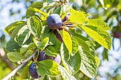 Plum Quetsche dAlsace, fruits