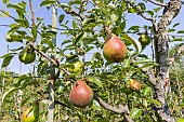 Pear Marie Louise Delcourt, Pyrus communis Marie Louise Delcourt, fruits