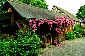 Rosebush Dentelle de Bruxelles in the garden of Moulin de la Lande in Brittany, France