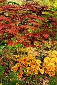 Spring scene with Japanese Maple and Heuchera in the Moulin de la Lande garden in Brittany, France