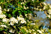 Smooth hawthorn (Crataegus laevigata), flowers