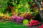 Springtime garden scene with azaleas and Japanese maples. Garden of the Moulin de la Lande in Brittany, France