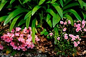 Siskiyou Lewisia (Lewisia cotyledon) flowers