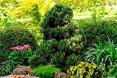 Landscaping with Scots Pine, Begonia, Anemone-flowered Peony ... in the Moulin de la Lande garden in Brittany, France