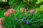 Siberian iris (Iris sibirica), flowers