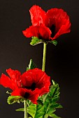 Horticultural poppy flower (Papaver sp) on black background