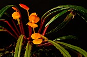 Begonia (Begonia vittarifolia) on a black background, discovered in 1968 by N.Hallé and JF Villiers at Mont Mela in the Monts du Cristal in Gabon. Plant endemic to Gabon.