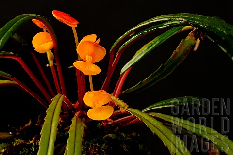 Begonia_Begonia_vittarifolia_on_a_black_background_discovered_in_1968_by_NHall_and_JF_Villiers_at_Mo