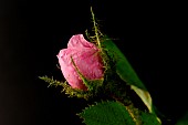 Mossy rose (Rosa centifolia muscova). mutation recorded towards the end of the 17th century in France