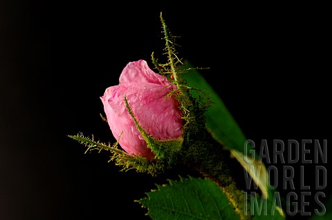 Mossy_rose_Rosa_centifolia_muscova_mutation_recorded_towards_the_end_of_the_17th_century_in_France