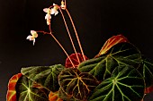 Begonia (Begonia olsoniae) native from Brazil in the region of Rio de Janeiro, Santa Catarina. Discovered in 1936.