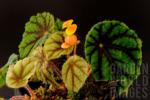 Begonia_Begonia_quadrialata_sspnimbaensis_spotted_in_1979_and_discovered_in_2012_in_Guinea_near_the_