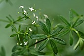 Bedstraw (Galium aparine), flowering, garden, Territoire de Belfort (90, France)