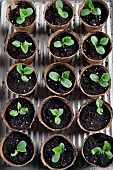 Melon (Cucumis melo), sprouting, greenhouse, garden, Belfort, Territoire de Belfort (90), France