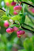 Bilberry (Vaccinium myrtillus), flowers, forest, Ballon dAlsace, Territoire de Belfort (90), France