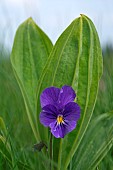 Pansy of the Vosges (Viola lutea subsp. elegans), yellow gentian leaves, thatch, summit, Ballon dAlsace, Lepuix, Territoire de Belfort (90), France