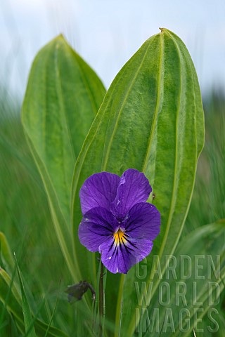 Pansy_of_the_Vosges_Viola_lutea_subsp_elegans_yellow_gentian_leaves_thatch_summit_Ballon_dAlsace_Lep