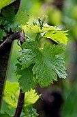 Ploussard grape variety, leaf, educational vine presenting the 5 Jura grape varieties, Pupillin, Jura (39), France