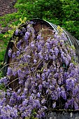 Barrel and wisteria, in front of a winegrowers farm, Pupillin, Jura (39), France