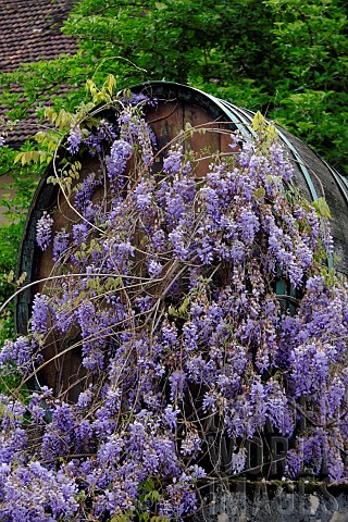 Barrel_and_wisteria_in_front_of_a_winegrowers_farm_Pupillin_Jura_39_France