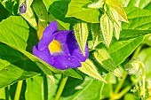Blue Trumpet Vine, Thunbergia battiscombei, flower