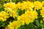 French Marigold, Tagetes patula Alumia Vanilla Cream, flowers