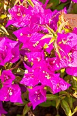 Great Bougainvillea, Bougainvillea spectabilis, flowers