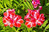 Scented geranium, Pelargonium Madame Nonin, flowers