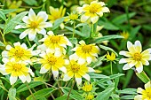 Showy Goldeneye, Heliomeris multiflora Sunsplash, flowers