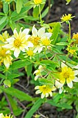 Showy Goldeneye, Heliomeris multiflora Sunsplash, flowers